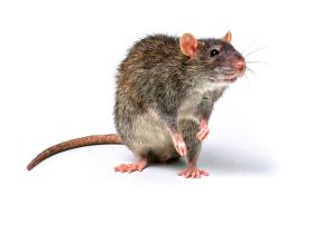 Ludzie, którzy zaciekle zwalczają szczury, boją się ich i brzydzą, tak naprawdę są ich największym sprzymierzeńcem.
