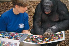 Szympansica bonobo uczy się porozumiewania z ludźmi za pomocą tablicy znaków. Badania eksperymentalne na Georgia State University w Atlancie.
