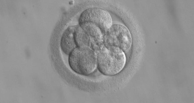 Embrion zawierający 8 komórek. Jest już gotowy do przeniesienia.
