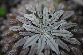 Pelcyphora. Rośnie tylko w Meksyku. Istnieją tylko dwa gatunki (ten to asselifornis). Jest to kaktus rzadki.