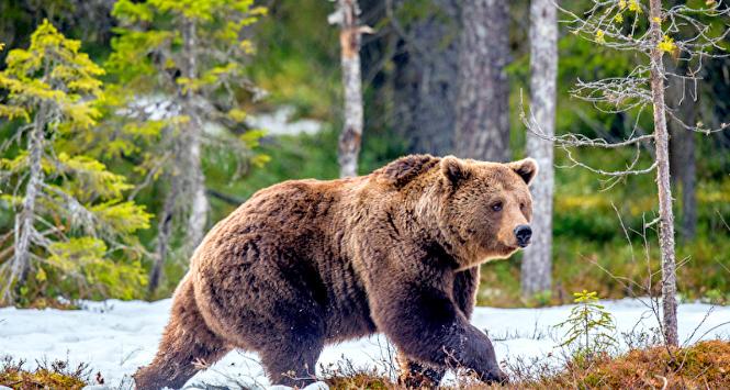 Niedźwiedzie są w Polsce gatunkiem wyjątkowo chronionym od połowy lat 50., żyje ich w Bieszczadach jakieś 150.