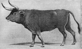 Tur. Ostatni przedstawiciel gatunku padł w 1627 r. na Mazowszu, mimo iż było to pierwsze zwierzę w historii objęte profesjonalną ochroną. Tury wiginęły w wyniku wycinki wielkich połaci lasów w Europie.