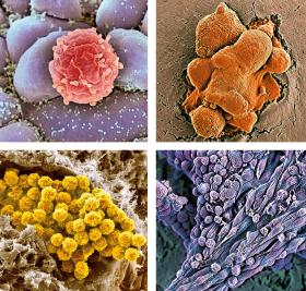 Różne rodzaje komórek macierzystych pod elektronowym mikroskopem skaningowym