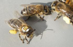 Pszczoła z nadajnikiem RFID, dzięki któremu można dokładnie śledzić jej lot. Eskperyment w INRA w Avinionie.