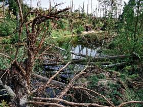 Dziś na tysiącach hektarów klęskowisk, jak nazywają je leśnicy, piętrzy się plątanina pni.