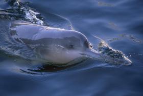 Baiji, czyli delfin chiński. Żył w rzece Jangcy. Ostatniego osobnika widziano w 2004 r.