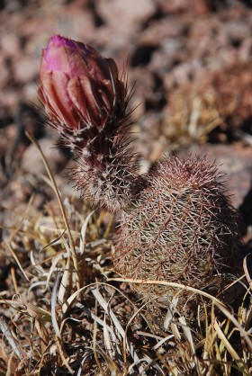 Echinocereusy, jak pozostałe kaktusowate to tzw. sukulenty - rośliny przystosowane do życia w warunkach bardzo gorących. Potrafią magazynować wodę w różnych tkankach.