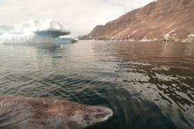 Rekin polarny w wodach zatoki Disko w południowej części Morza Baffina u zachodnich wybrzeży Grenlandii.