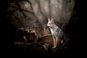 Czeski wilczek Hera, bardzo fotogeniczna rasa