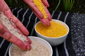 Złoty ryż, przetworzony genetycznie, i zwykły, klasyczny biały ryż.