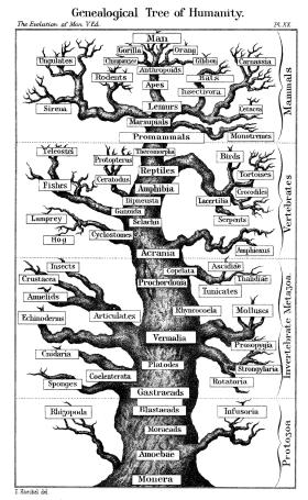 Schemat ewolucji gatunków w postaci drzewa z pracy Ernsta Haeckela „The Evolution of Man” (1910 r.). Człowiek niezbyt „po darwinowsku” jest tu ukoronowaniem ewolucji.