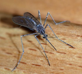 Komar z gatunku Culiseta. Niektóre komary potrafią być piękne.
