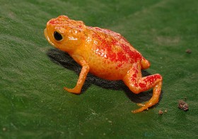 Brachycephalus pitanga, to nowo odkryty w lesie deszczowym stanu Sao Paulo w Brazyli gatunek jadowitej żaby. Zwierzątko to ma około centymetra długości, ale lepiej się do niego nie zblizać.