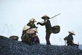 Wietnamki sortujące węgiel na hałdzie kopalnianej. Kapelusze i szale zakładają dla ochrony przed węglowym pyłem.
