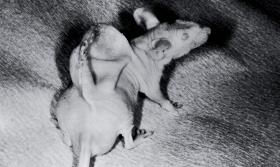 Mysz ze wszczepionym uchem była inspiracją dla twórców BioArtu.