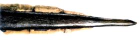 Najstarszy dowód użycia dziegciu w Polsce to liczący 9 tys. lat mezolityczny harpun z Tłokowa na Warmii, w którym krzemienne ostrza umocowano do drzewca za pomocą smoły drzewnej.