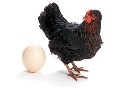 Kura przemysłowa produkuje jajka według precyzyjnego biznesplanu właściciela kurnika.
