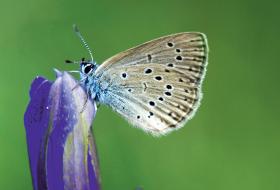 Ekspresowa siódemka zagrażać miała siedliskom trzech gatunków chronionych motyli: przeplatki aurinia, modraszka telejusa oraz modraszka alkona.