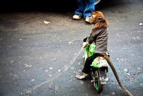 Małpa na motorze jest przezabawna. Jednak jak się nad tym zastanowić, to chyba wolałaby skakać po drzewach.