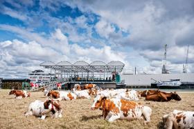W Rotterdamie powstała pierwsza ekologiczna pływająca krowia farma – dwupoziomowa w pełni zautomatyzowana platforma, na której przebywa 40 mlecznych krów.
