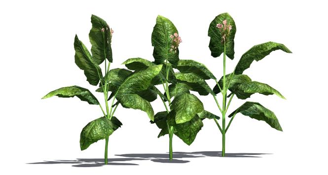 Zmodyfikowany tytoń to najczęściej, obok rzodkiewnika, wykorzystywana roślina do eksperymentów naukowych.