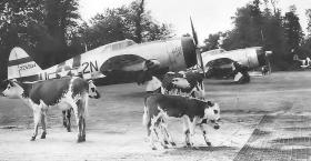 Amerykańskie myśliwce P-47 Thunderbolt na polowym lotnisku nieopodal Carentan, wybudowanym trzy dni po bitwie.