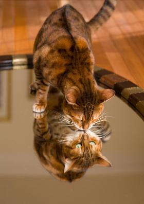 Koty specyficznie reagują na własne odbicie w lustrze.