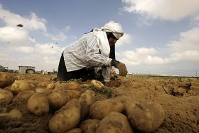 Ale do normalności jeszcze daleko, chociaż Hamas ogłosił podczas zeszłorocznych żniw, że Gaza produkuje już wystarczającą ilość ziemniaków, cebuli i arbuzów, by zaspokoić lokalne potrzeby.