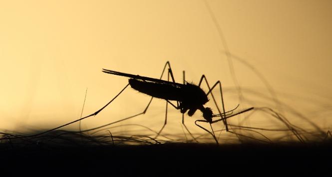 Malarię wywołuje pasożytniczy jednokomórkowy pierwotniak z rodzaju Plasmodium.