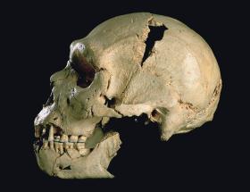 Czaszka znaleziona w hiszpańskiej jaskini Sima de los Huesos, przypisywana bądź neandertalczykom, bądź denisowianom.