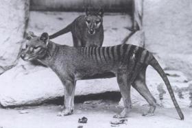 Wilk tasmański, zwany też tygrysem tasmańskim. Największy drapieżny torbacz. Wyparty do Tasmanii, został tam całkowicie wytrzebiony jako szkodnik. Ostatni osobnik widziany w 1936. Zdjęcie pochodzi z amerykańskiego ogrodu zoologicznego, z 1906 r.