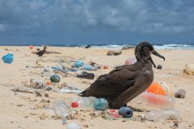Północno-Zachodnie Wyspy Hawajskie są nieprawdopodobnie zanieczyszczone, ale nie tylko one. Każda tak zaśmiecona plaża to poważne zagrożenie dla zwierząt.