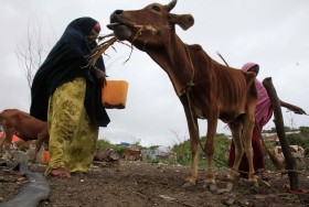 Tak tragicznej w skutki suszy nie widziano w regionie od 60 lat. Głoduje lub będzie głodować 12 mln osób: w Etiopii, Kenii i w odciętej od świata południowej i środkowej Somalii.