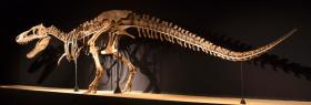 Szkielet dorosłego Torbosaurusa bataara