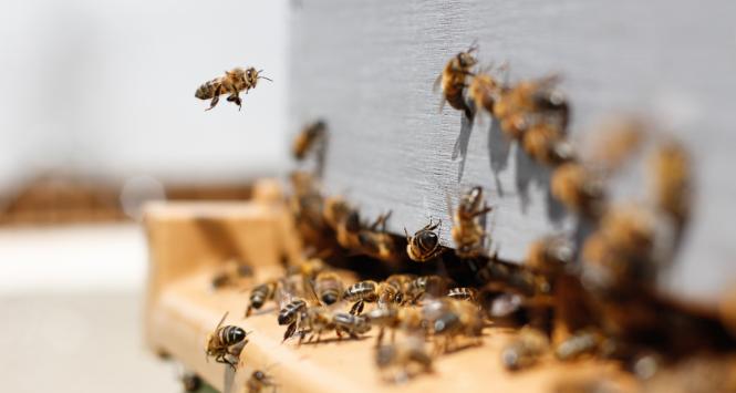 USA dopuszczają do użycia pierwszą szczepionkę dla pszczół. Ma pomóc w walce ze zgnilcem amerykańskim.
