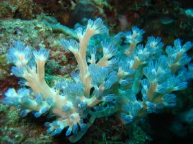 Koral Cespitularia z rafy u wybrzeży Filipin. Na rafie filipińskiej żyje najwięcej korali. Także na lądzie egzystuje tam wiele gatunków zwierząt jeszcze nieznanych. Jednocześnie, Filipiny są rejonem największych zagrożeń środowiskowych na świecie.