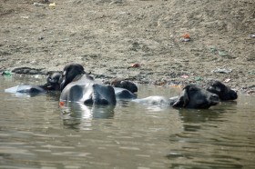 Ganges nie zachęca do kąpieli. Oprócz czystej wody, nie brak tu niczego: ani krów...