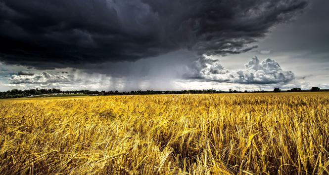 Polska chce być krajem wolnym od GMO i opowiada się przeciwko paszom produkowanym z tego typu odmian roślin.