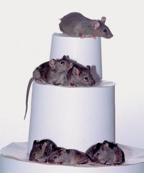Trzy generacje sklonowanych myszy, 1998 r.