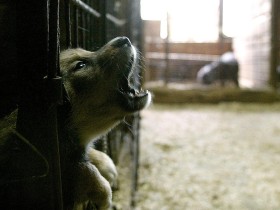 Nikt w Polsce nie został uznany za winnego porzucenia zwierzęcia lub zaniechania opieki.