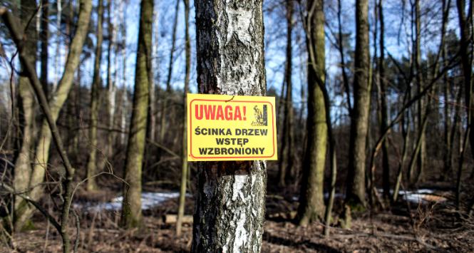 Wycinka lasu w Warszawie