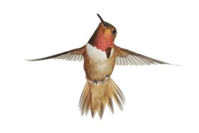 Samce kolibrów uwodzą samiczki w niezwykły sposób. Otóż wykonują przed nimi tańce godowe, podczas których pióra ich skrzydeł wpadają w wibracje i emitują dźwięki przypominające ptasi śpiew. Uczeni odkryli to zjawisko przy pomocy doplerowskiego wibrometru.