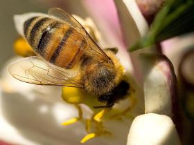 Pszczoła robotnica. Zostaje zbieraczką w 21 dniu życia. Każda obiera sobie jeden rodzaj kwiatów i zanosi do gniazda jeden rodzaj tzw. pożytku.