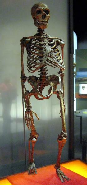 Rekonstrukcja szkieletu neandertalczyka.