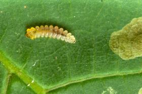 Na jednym liściu żeruje 200–300 larw, które szybko przeistaczają się w poczwarki.