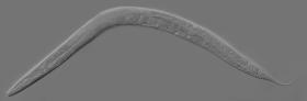 „C. elegans” – mikroskopijny nicień, główny bohater programu OpenWorm.