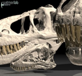 Niemal kompletna czaszka dwuletniego Tarbozaura. Dla porównania, z prawej czaszka dorosłego osobnika, a w tle kilkunastoletniego. Tarbozaury były bardzo blisko spokrewnione z Tyranozaurami. Żyły  w Azji. Wiele ich szczątków znaleziono na Pustyni Gobi.
