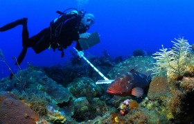 Uczeni z Uniwersytetu Miami i specjaliści z NOA Fisheries Service opracowali specjalny system liczenia ryb koralowych. Zadanie nie jest proste, zważywszy liczebność i ruchliwośc wielu ławic rafy. Pozowli to określać populacje żyjących na niej gatunków.