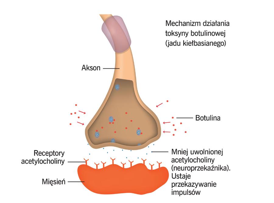 Mechanizm działania toksyny botulinowej (jadu kiełbasianego).