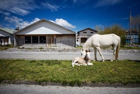 Częścią miasta rządzą zdziczałe zwierzęta, szczególnie bandy bezpańskich psów i pojedyncze konie. Dorosłe wierzchowce nie boją się ludzi, ale źrebaki urodzone już po katastrofie nie dają się do siebie zbliżyć.